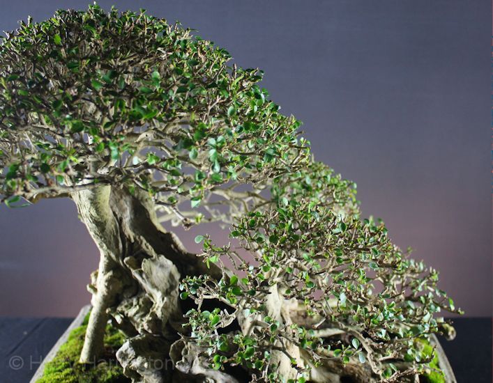 privet bonsai branches